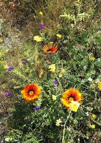 Flowers blooming outdoors