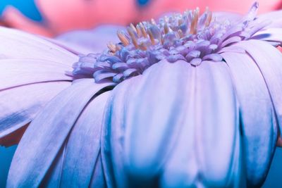 Close-up of purple flowering plant