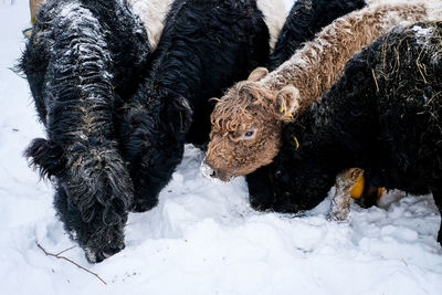 Close-up of cow