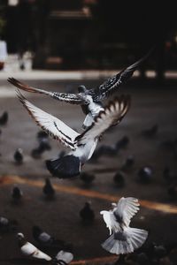 Flying pigeons in city