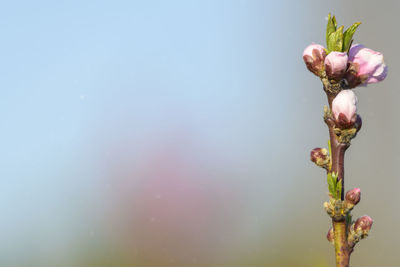 Close-up of flowering plant