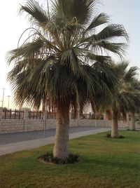 Palm trees on field against clear sky