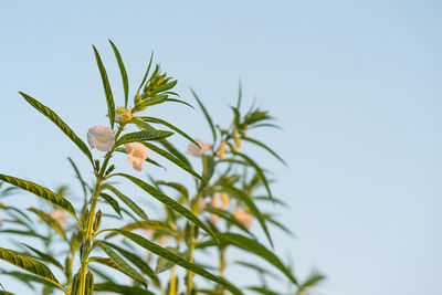 Farmland in the growth of sesame on tree in sesame plants