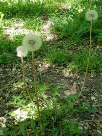 Close-up of dandelion on field