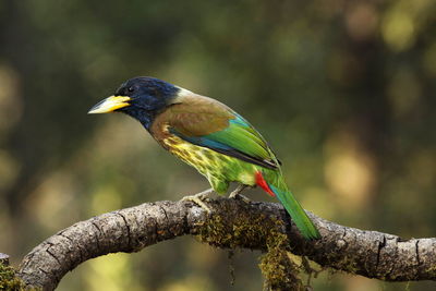 Close-up of bird perching on branch