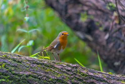 Close-up of bird perching on tree