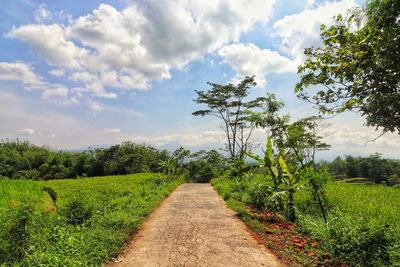 Scenic view of trees on field against sky