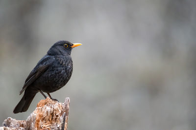 Close-up of bird perching on branch