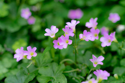 Close-up of pink flowering plants