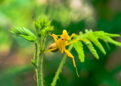 Close-up of yellow flowering plant