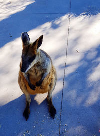 High angle view of a dog on land