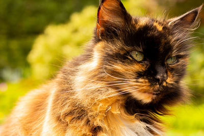 Close-up of cat looking away