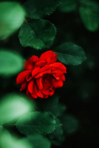 Close-up of red rose against blurred background