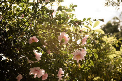 Close-up of pink flowers blooming on tree