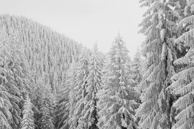 Pine trees in forest against sky during winter