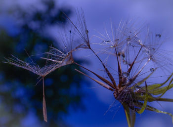 Close-up of spider on thistle against blue sky