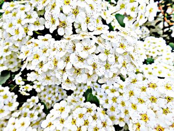 Close-up of white flowers