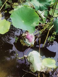 Close-up of pink lotus water lily in lake