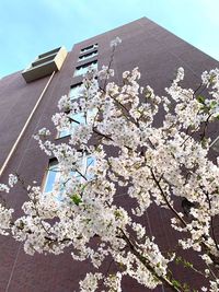 Low angle view of flowering tree and building against sky