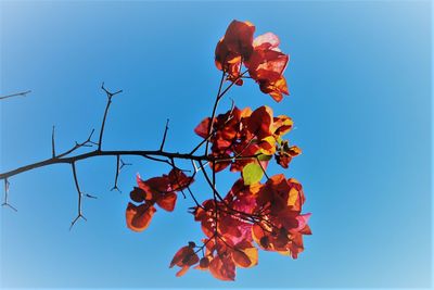 Low angle view of flowers against clear blue sky