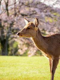 Side view of giraffe on field