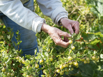 Senior woman harvesting gooseberries in a vegetable garden