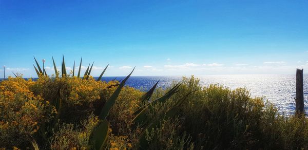 Plants by sea against blue sky