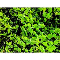 Full frame shot of green leaves