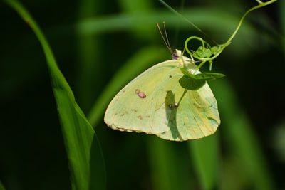 Close-up of insect on leaf