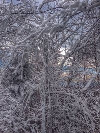 Bare trees in snow covered landscape