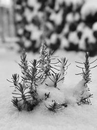 Close-up of pine cone on tree during winter