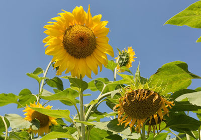 Low angle view of sunflowers blooming on field against sky