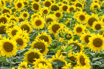 High angle view of sunflowers on field
