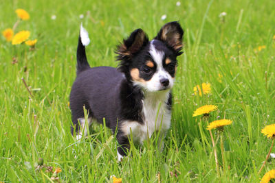 Portrait of puppy on grassy field