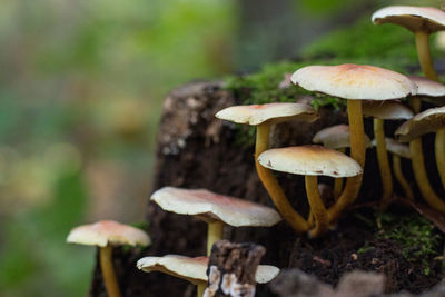 Close-up of mushroom growing on field