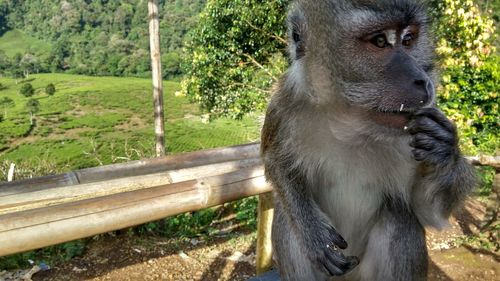 Close-up of monkey on tree