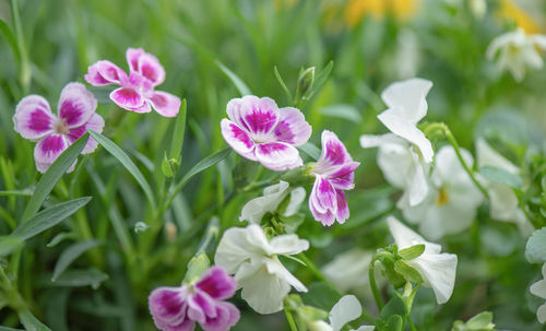 Close-up of pink flowering plants