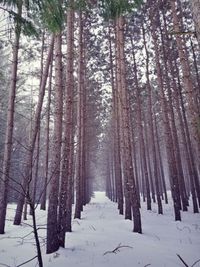 Snow covered trees in forest