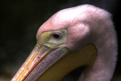 Close-up of bird