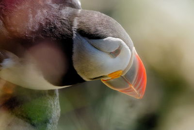 Close-up of puffin