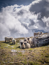 Valais blacknose sheep on field against cloudy sky