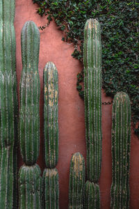 Cactus growing against wall