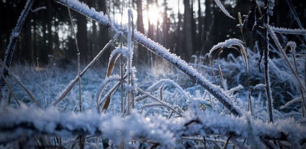 Close-up of frozen plants on land