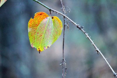 Close-up of leaves