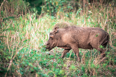 Side view of an animal on field