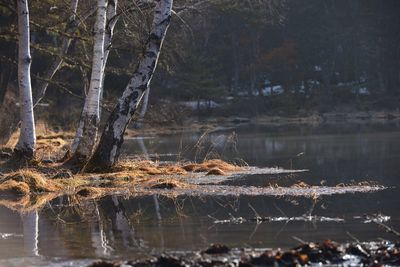 Trees at lakeshore