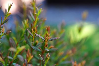 Close-up of plant growing on field