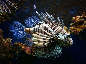 Close-up of fish swimming in sea