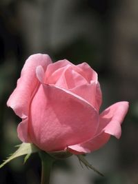 Close-up of pink rose blooming