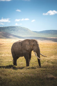 Isolated large adult male elephant elephantidae at grassland of ngorongoro crater. 